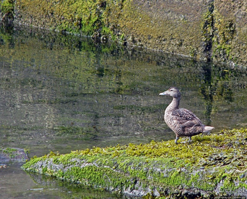 Хваммстанги — просто захотелось свернуть с дороги