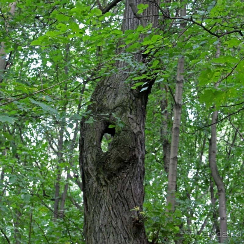 С Ершовым по Москве... "Коломенское" вдоль и почти поперек
