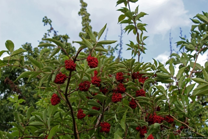 С Ершовым по Москве... "Коломенское" вдоль и почти поперек