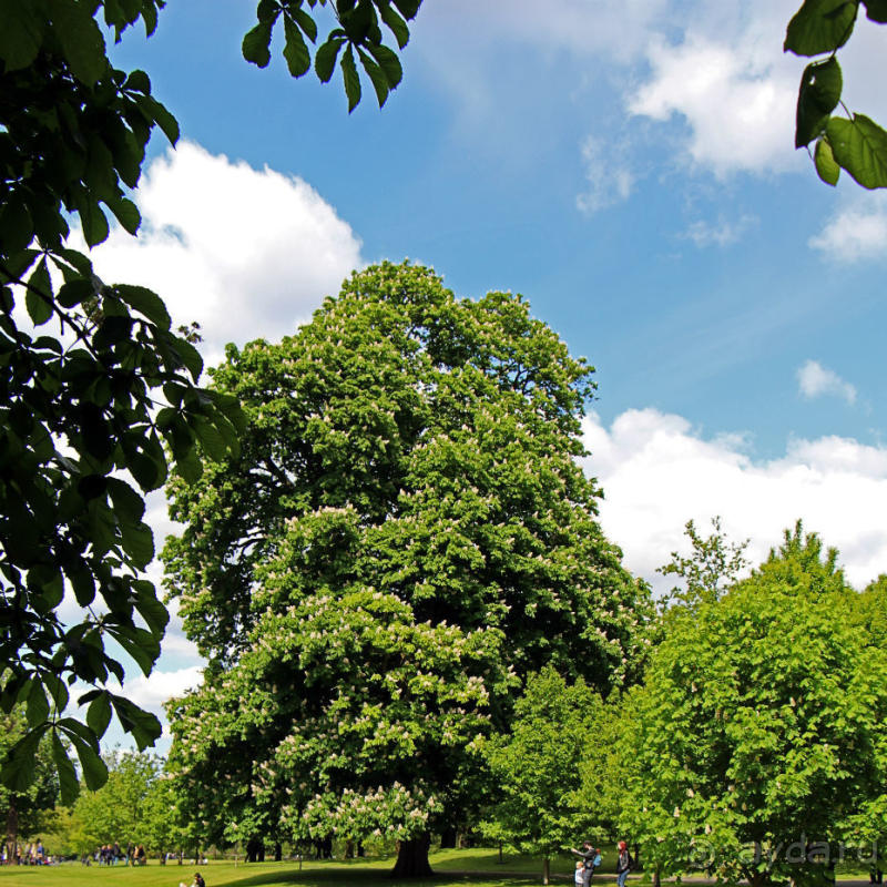 Гринвичский парк, Гринвичский холм, Гринвичский меридиан