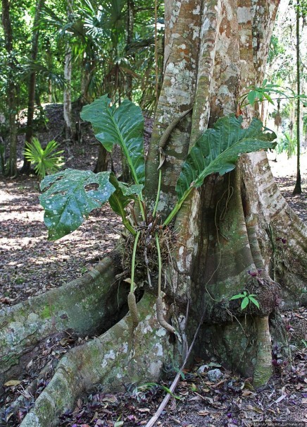 Альбом отзыва "Древнее городище классических майя Тикаль — объект ЮНЕСКО 64"