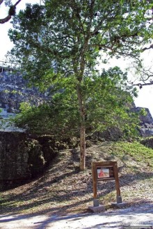 Альбом отзыва "Древнее городище классических майя Тикаль — объект ЮНЕСКО 64"