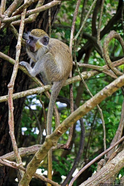 А-а, и зеленый... обезьян