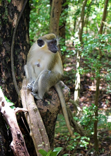 А-а, и зеленый... обезьян
