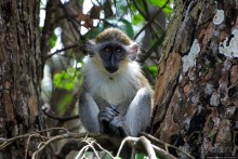 А-а, и зеленый... обезьян