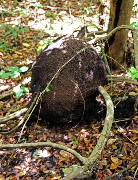 А-а, и зеленый... обезьян