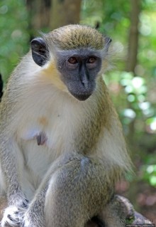 А-а, и зеленый... обезьян