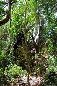 А-а, и зеленый... обезьян