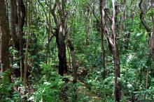 А-а, и зеленый... обезьян