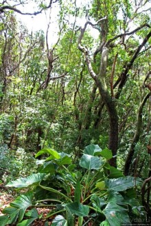 А-а, и зеленый... обезьян