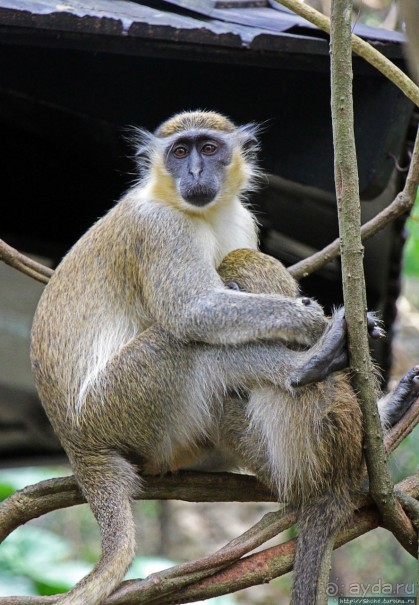 А-а, и зеленый... обезьян