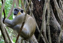 А-а, и зеленый... обезьян