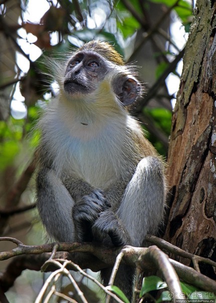 А-а, и зеленый... обезьян