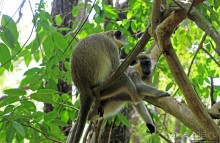 А-а, и зеленый... обезьян