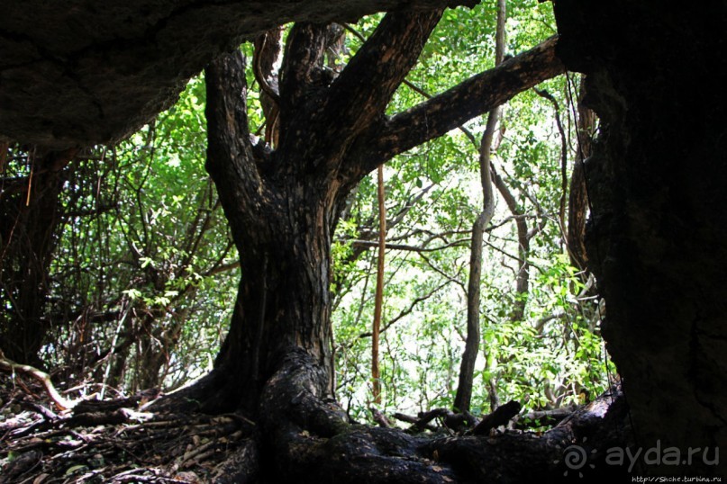 А-а, и зеленый... обезьян
