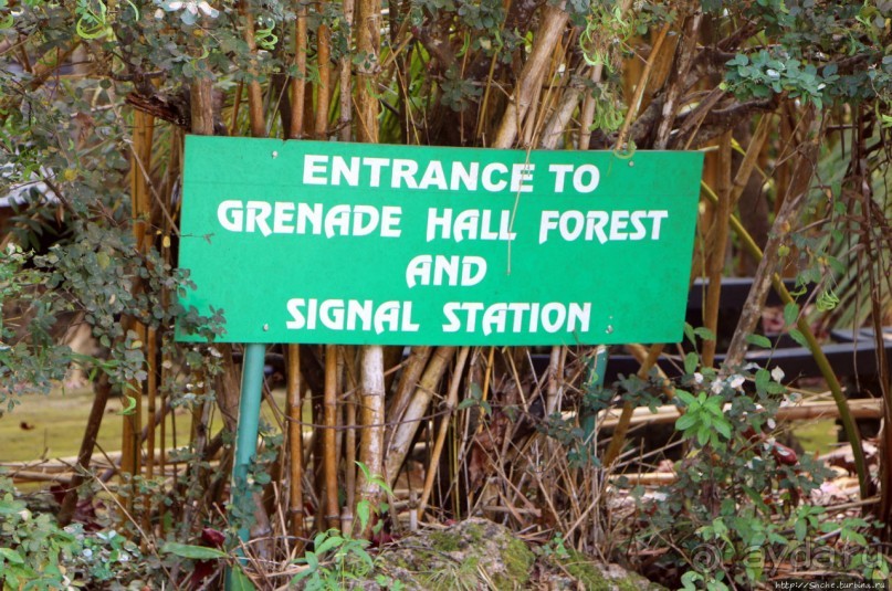 А-а, и зеленый... обезьян