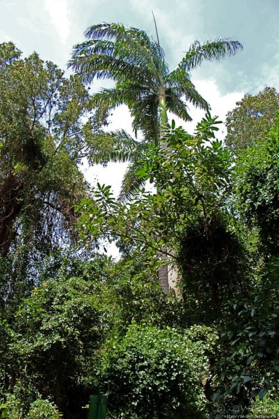 А-а, и зеленый... обезьян