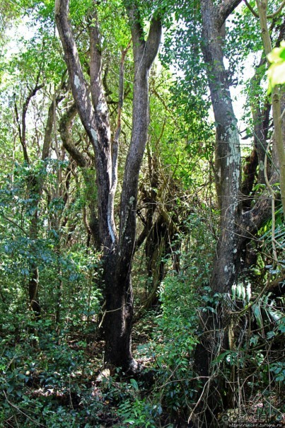 А-а, и зеленый... обезьян