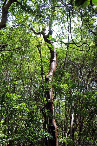 А-а, и зеленый... обезьян