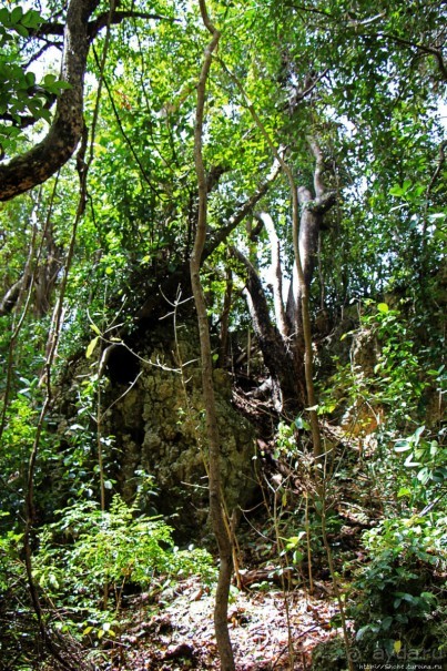 А-а, и зеленый... обезьян