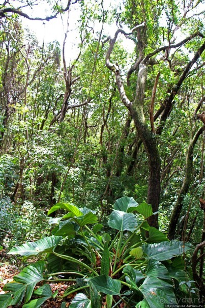 А-а, и зеленый... обезьян