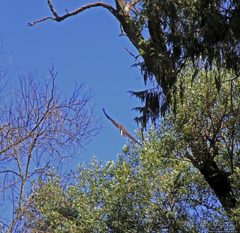 Бани Фасилидаса — королевские купальни правителей Гондера