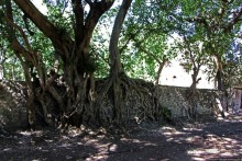 Бани Фасилидаса — королевские купальни правителей Гондера