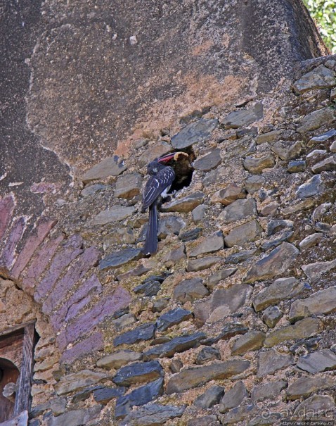 Бани Фасилидаса — королевские купальни правителей Гондера