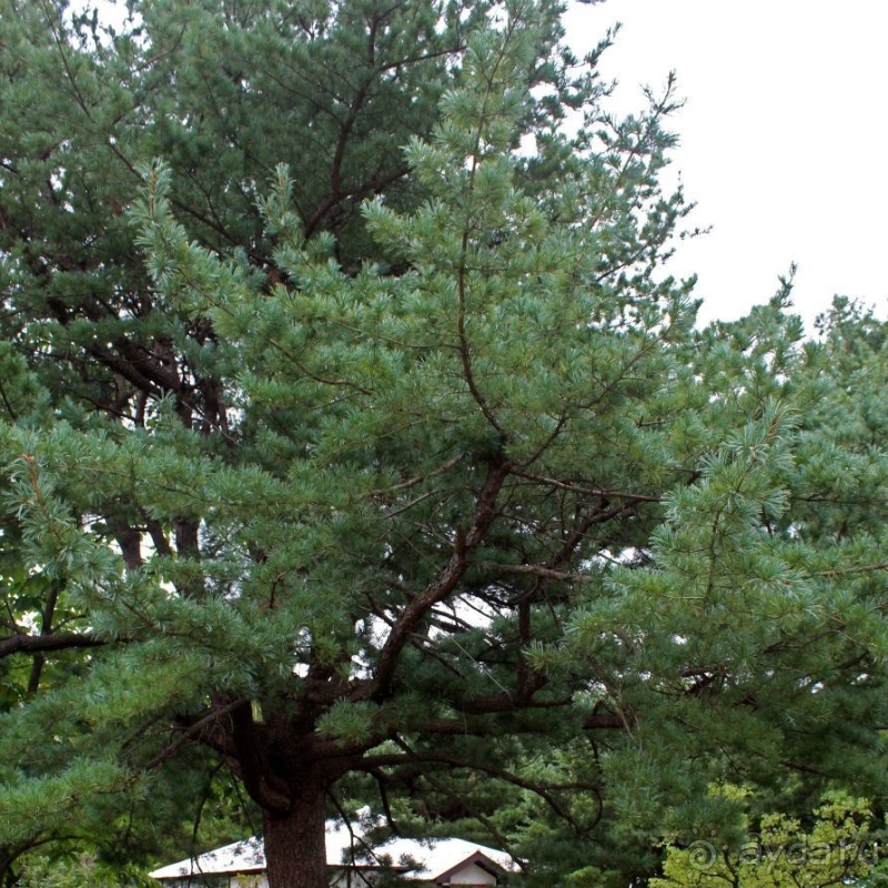 Демилитаризованная зона. Место переговоров и подписания мира