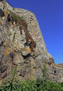 Верный Корнет