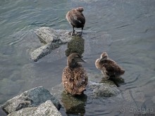 Йекюльсаурлон — исландская Антарктида в миниатюре