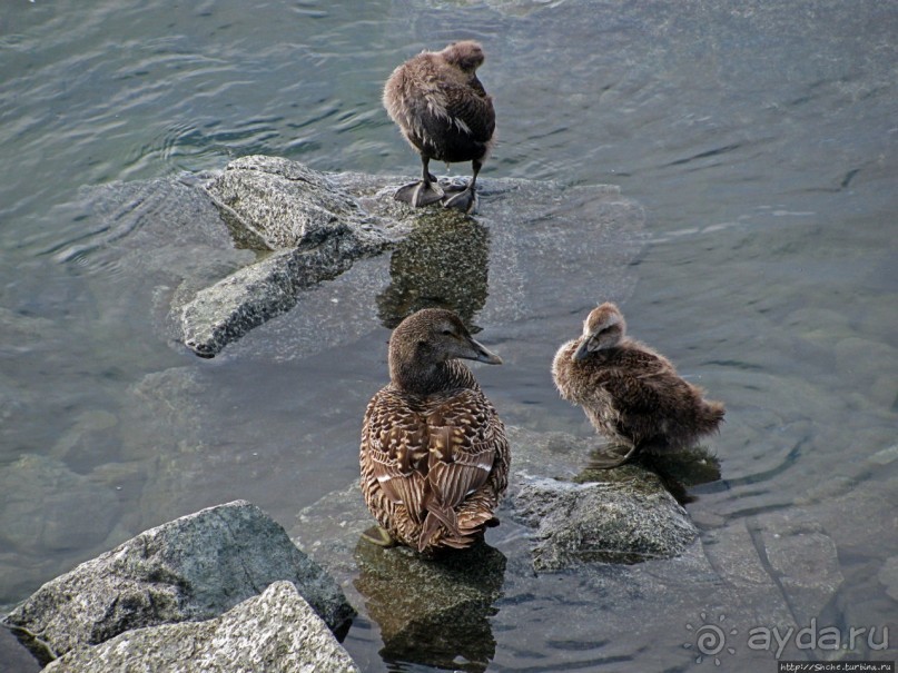 Йекюльсаурлон — исландская Антарктида в миниатюре