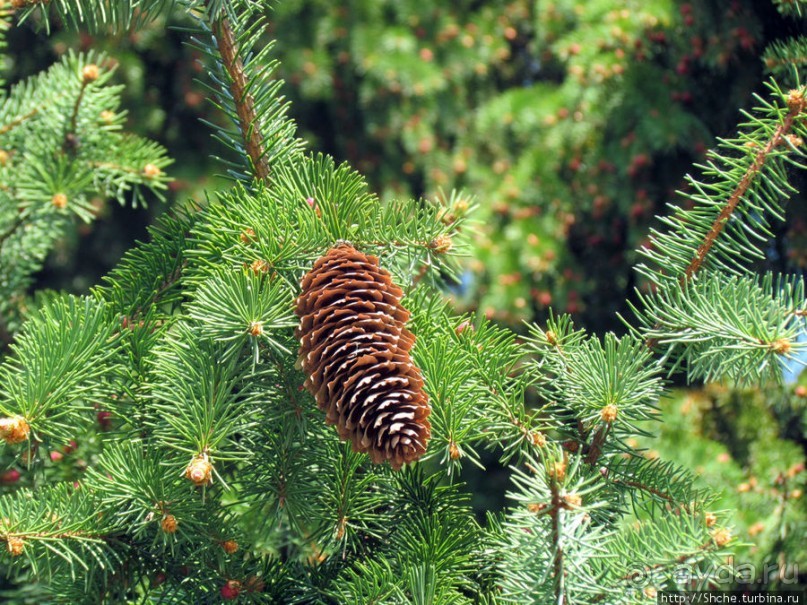 Чем живет поселок городского типа Калиновка под Киевом