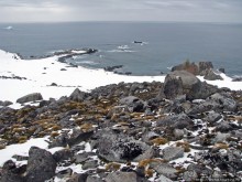 Антарктида. Robert island — первая высадка.