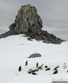 Антарктида. Robert island — первая высадка.