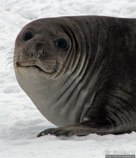 Антарктида. Robert island — первая высадка.
