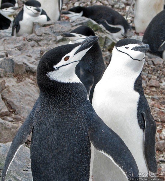 Антарктида. Robert island — первая высадка.