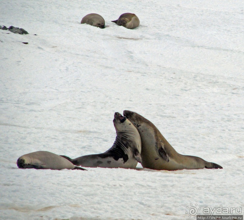 Антарктида. Robert island — первая высадка.