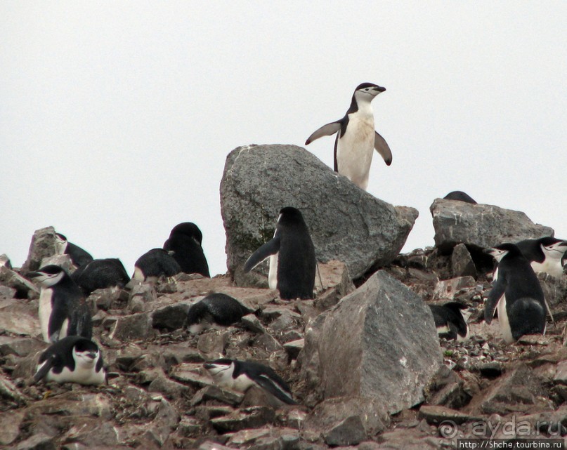 Антарктида. Robert island — первая высадка.