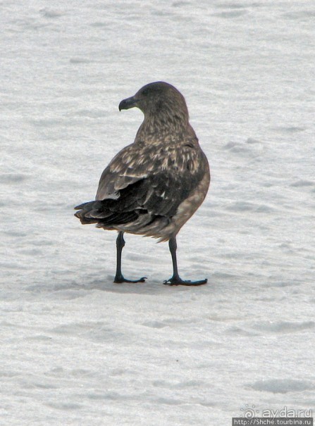 Антарктида. Robert island — первая высадка.