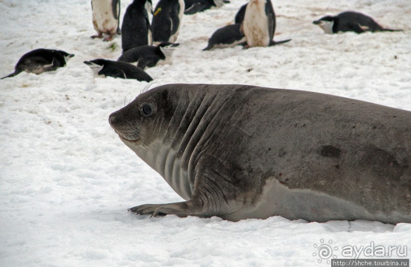 Антарктида. Robert island — первая высадка.