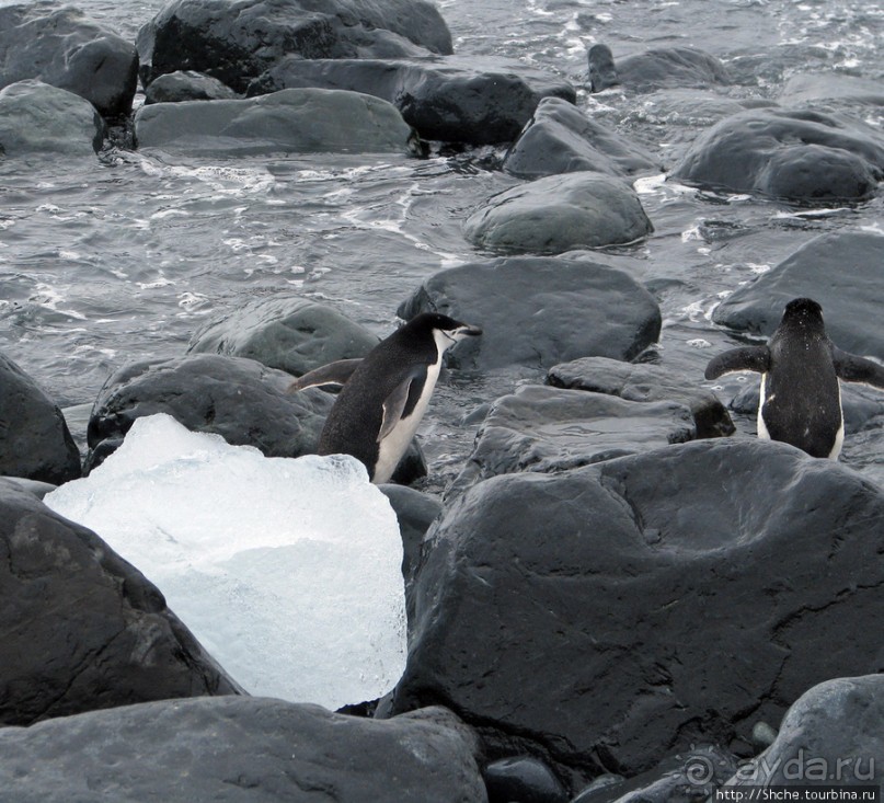 Антарктида. Robert island — первая высадка.
