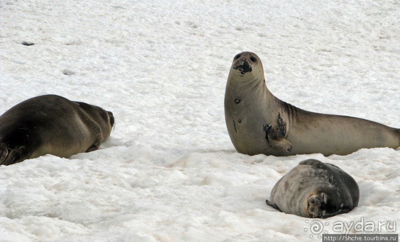 Антарктида. Robert island — первая высадка.