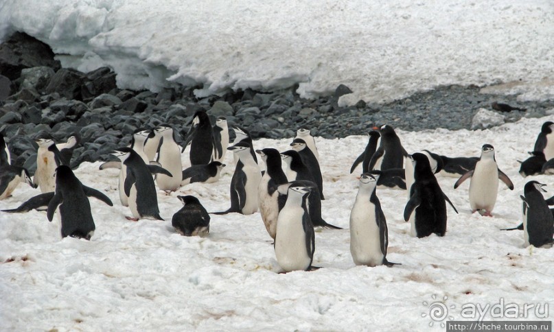 Антарктида. Robert island — первая высадка.