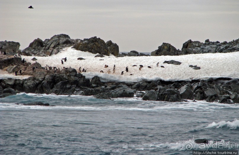 Антарктида. Robert island — первая высадка.