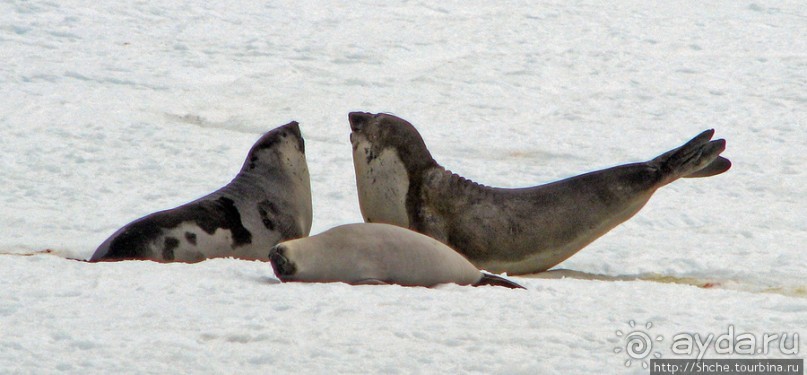 Антарктида. Robert island — первая высадка.