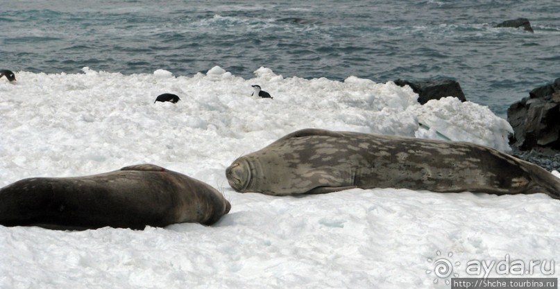 Антарктида. Robert island — первая высадка.