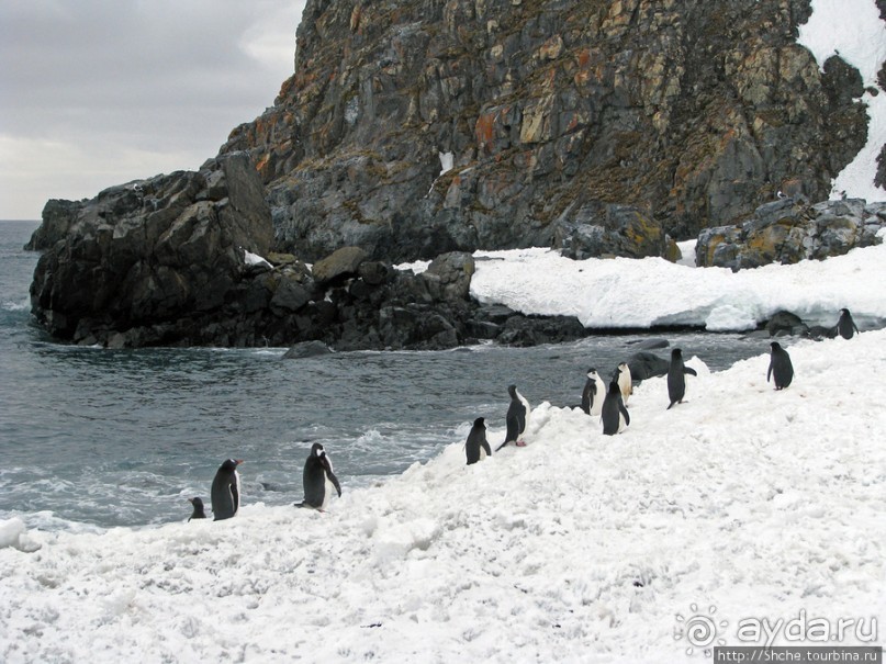 Антарктида. Robert island — первая высадка.