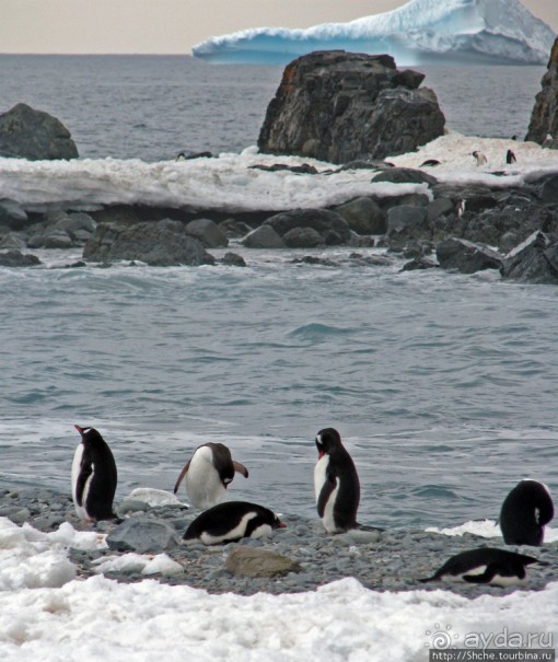 Антарктида. Robert island — первая высадка.
