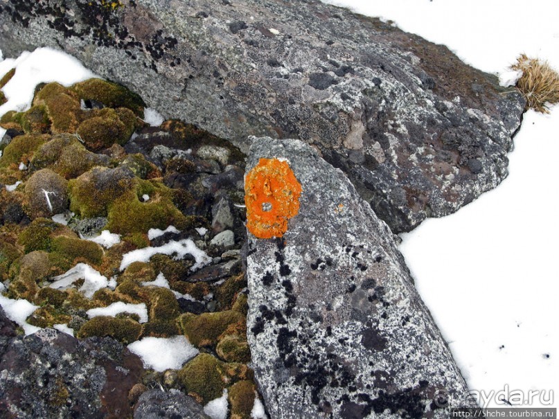Антарктида. Robert island — первая высадка.
